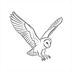 Barn owl in flight bird flying