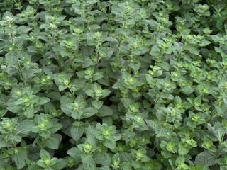 Vibrant and Green Herbaceous Plants in Fresh, Flourishing Growth for a Bountiful Harvest