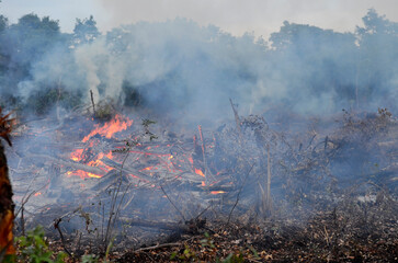 fire in the forest