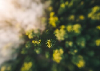 Tilt shift effect of forest canopy