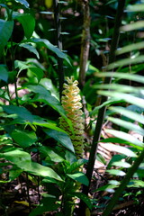 Tropical Foliage in Botanical Garden
