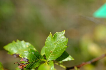 Close-up of Green Leaf in Sunlight
