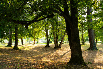 Serene park landscape with tall trees casting long shadows in warm afternoon light
