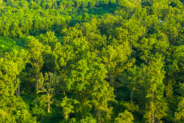 Aerial close-up view of a dense green forest with tall trees illuminated by warm sunlight. The lush...