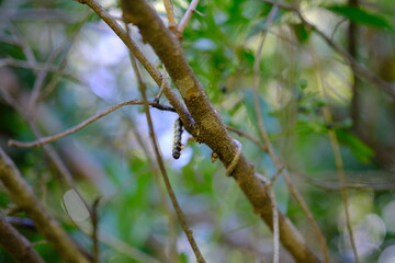 Close-up of Caterpillar on Tree Branch