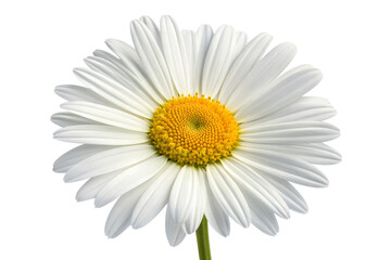 Naklejka premium Pure White Chamomile Flower Close-up Photography of Delicate Petals and Golden Center