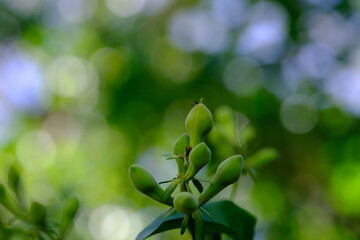 Close-up of Green Plant Buds