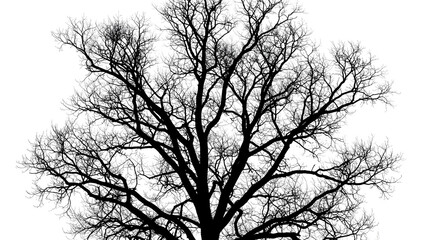 Obraz premium Large tree silhouette against black background