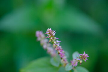 Close-up of Pink Wildflower in Botanical Garden