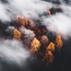 Autumn trees enveloped by mist aerial view