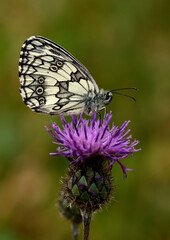 butterfly on thistle