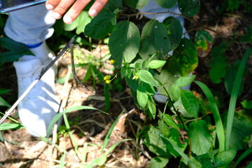 Person Examining Plant with Small Yellow Flowers