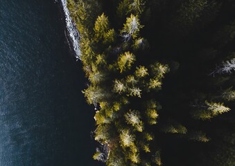 Dark waters and coastal evergreen forest