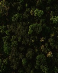 Aerial view of a dense tropical forest