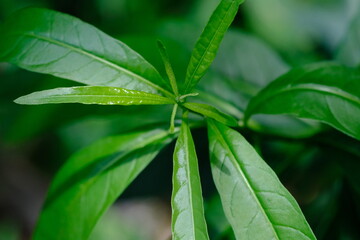 Close-Up of Green Leaves in Botanical Garden