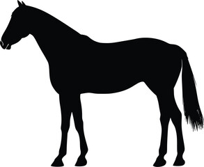 Obraz premium Elegant Black Horse Vector Silhouette Profile Illustration