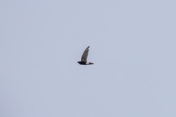 Indian House swift (Apus nipalensis) at Kolkata, West Bengal, India