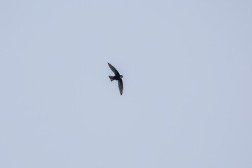 Indian House swift (Apus nipalensis) at Kolkata, West Bengal, India