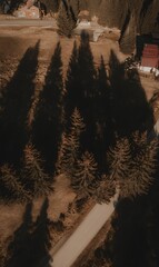 Sunlight casting shadows on forest landscape