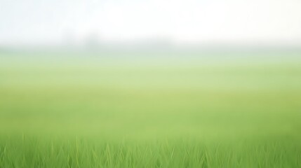 Soft dreamy green grassy field scene
