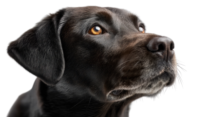 Loyal Companion: A close-up captures the noble gaze of a handsome black Labrador, his expressive eyes conveying a depth of affection and intelligence that embodies the essence of companionship.