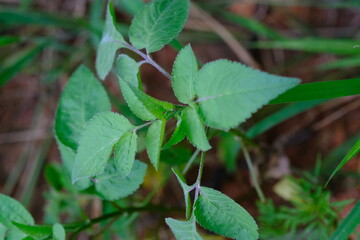 Close-up of Green Plant Leaves