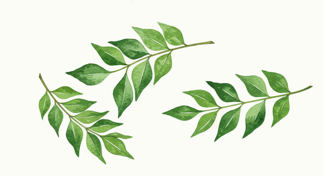 Watercolor Illustration Showcases Three Sprigs Of Vibrant Green Curry Leaves Against A Subtle Paper Texture Evoking A Sense Of Freshness And Natural Beauty
