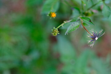 Close-up of Wildflower with Seed Head