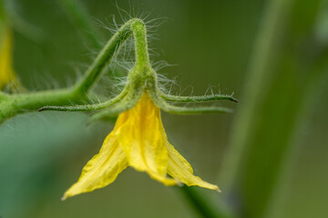 Macro photography of fresh tomato blossom in bloom, showcasing delicate petals and fine hairs,...