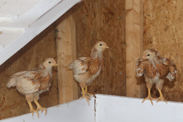 Transitioning Red Sex Links from Brooding Box to full sized Chicken coop and run for backyard chickens