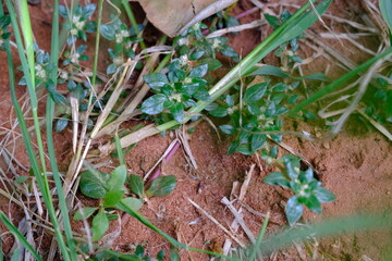 Wild Plants on Red Soil
