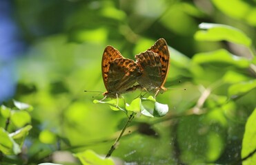 Mating  pair of Silver-washed Fritillary butterflies in tree