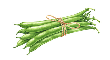 Watercolor Painting Presents A Tied Bundle Of Fresh Green Beans Against A Bright White Background Creating A Natural And Vibrant Depiction Of Produce