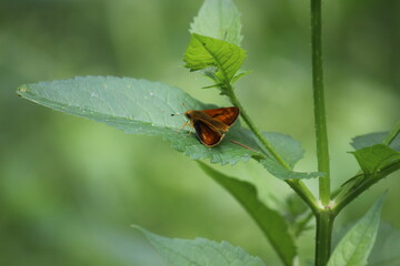 Small Skipper butterfly on stinging nettle