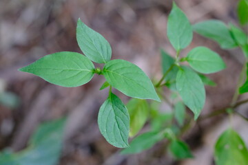 Close-up of Green Leaves in Botanical Garden