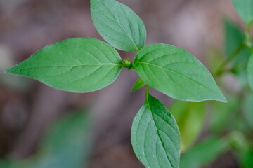 Close-up of Green Plant Leaves