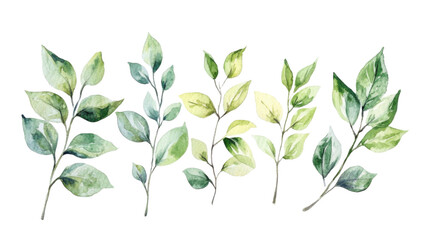 Obraz premium different branches of leafes on white background