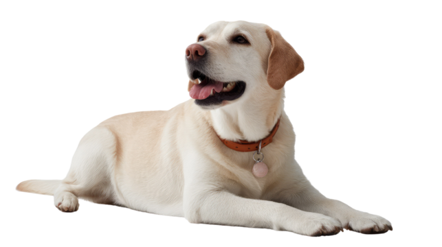 Golden Labrador's Calm Pose: The golden Labrador Retriever, embodying loyalty and affection, reclines in a moment of serene repose.
