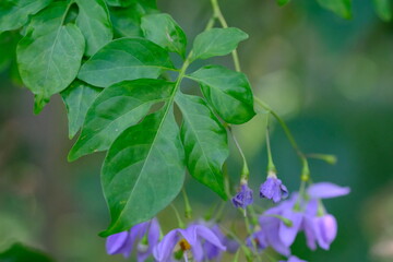 Purple Flowers with Green Leaves