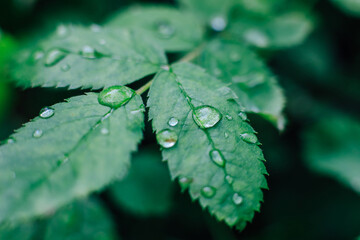 Detailed close-up of fresh green leaves with morning dew droplets in a natural setting