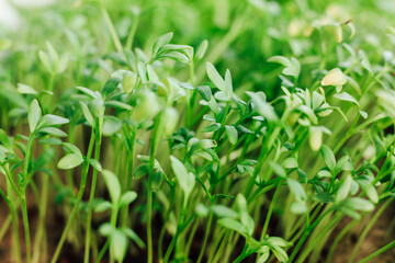 Young plants grow in a lush green garden ready for nurturing in early spring