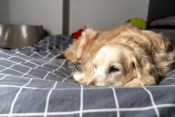 Sick, cold and tired golden retriever dog lying down, sleeping, resting, relaxing. Snot running out...