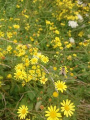 field of dandelions