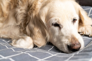 Sick, cold and tired golden retriever dog lying down, sleeping, resting, relaxing. Snot running out...