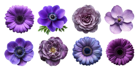 Variety of elegant purple flowers displaying different shapes and shades isolated on transparent background PNG