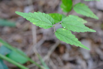 Close-up of Green Leaves in Botanical Garden