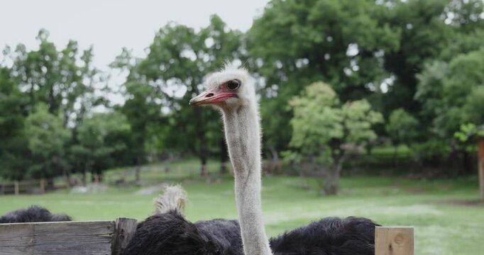Two ostriches stand beside a wooden fence in a green field. They move gently as they peer ahead.