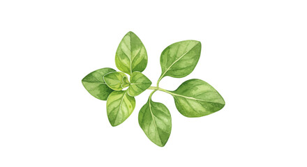 Fototapeta premium A Delicate Watercolor Painting Captures The Beauty Of Two Sprigs Of Vibrant Green Leaves Showcasing Their Intricate Details And Refreshing Aesthetic On White