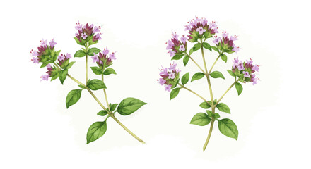 A Delicate Watercolor Illustration Presents A Sprig Of Oregon With Vibrant Green Leaves And Tiny White Flowers Conveying Freshness And Natural Beauty