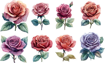 set of roses vector illustration